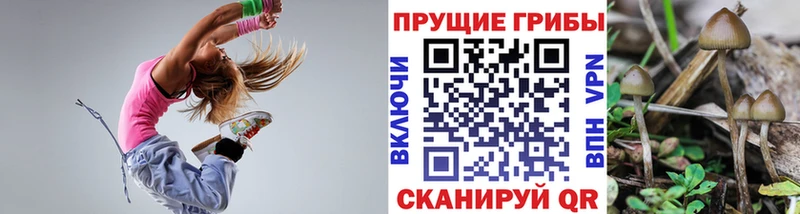 Купить где Сясьстрой Псилоцибиновые грибы GOLDEN TEACHER